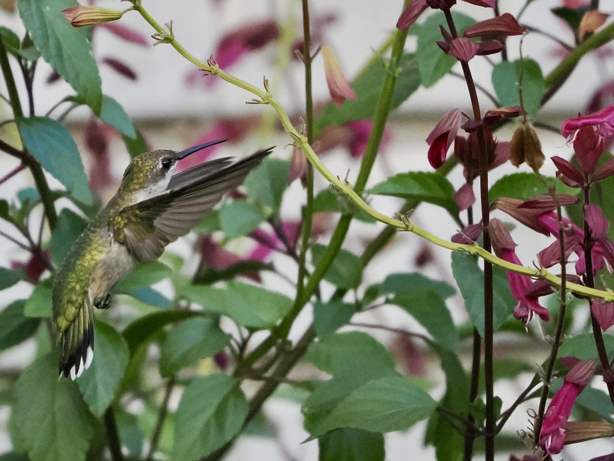 Ruby-throated Hummingbird - ML642888957