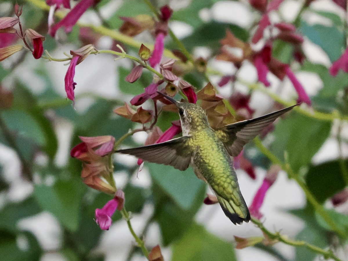Ruby-throated Hummingbird - ML642888958