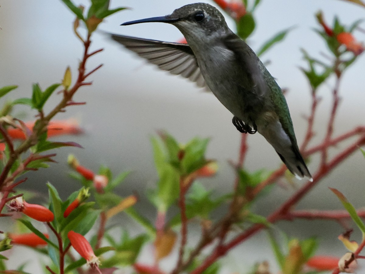 Ruby-throated Hummingbird - ML642888959