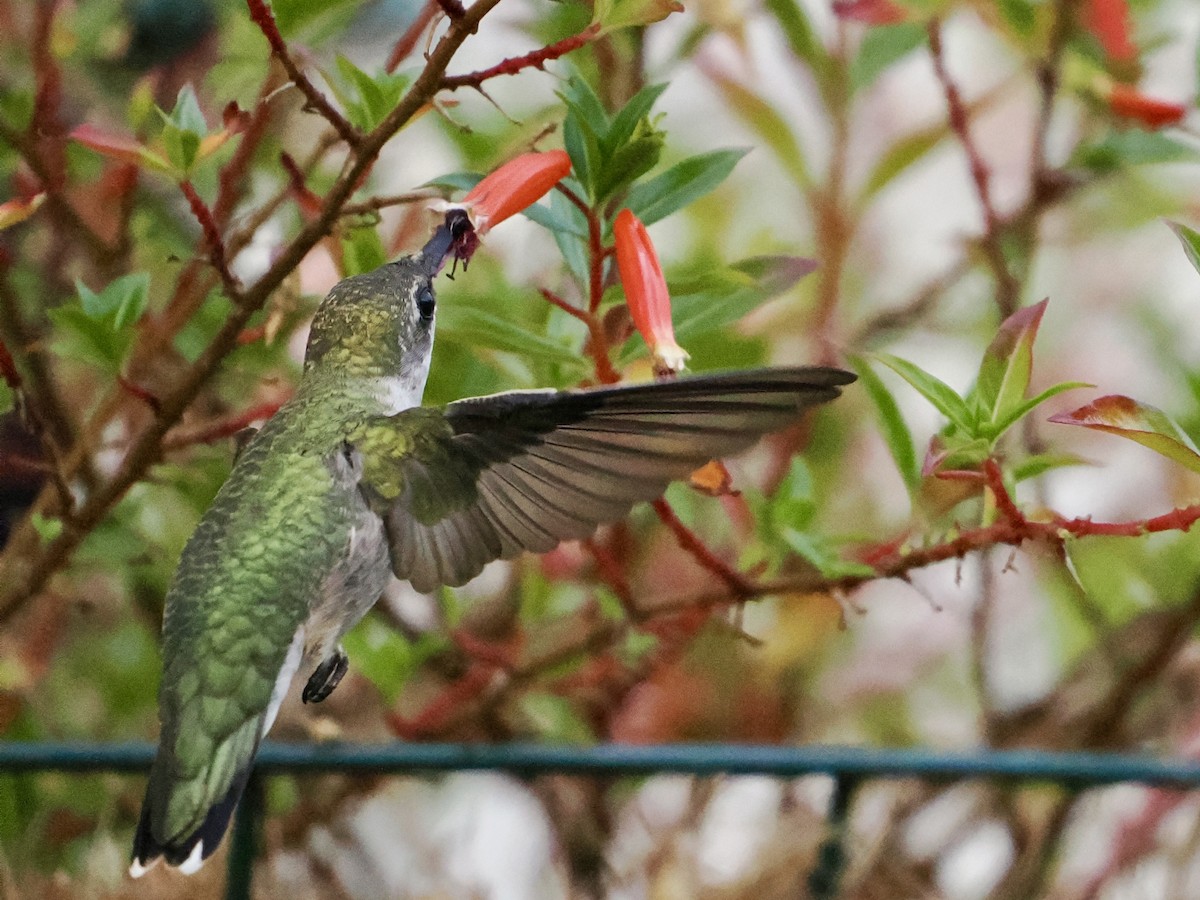 Ruby-throated Hummingbird - ML642888960