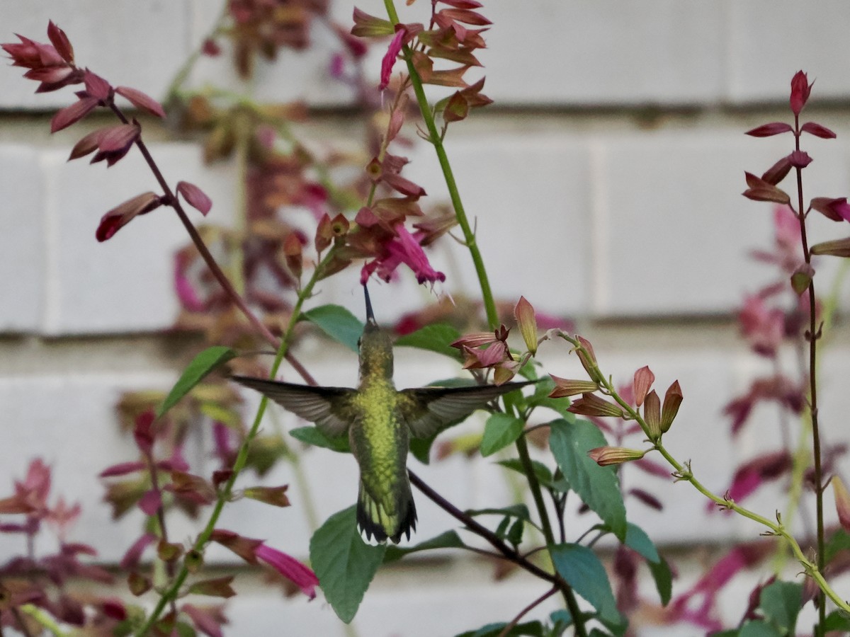 Ruby-throated Hummingbird - ML642888961