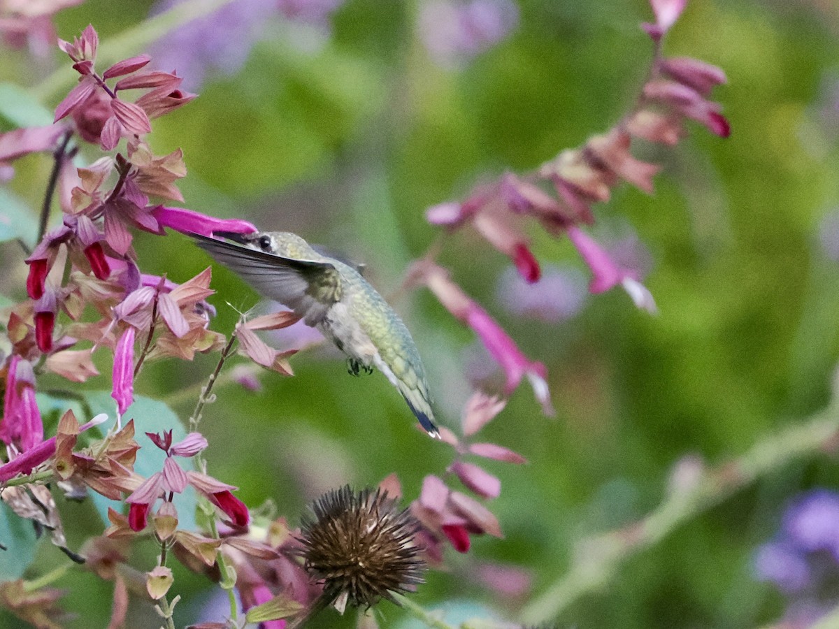 Ruby-throated Hummingbird - ML642888962