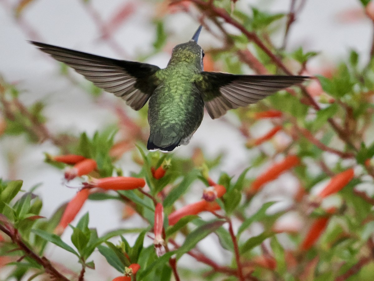 Ruby-throated Hummingbird - ML642888963
