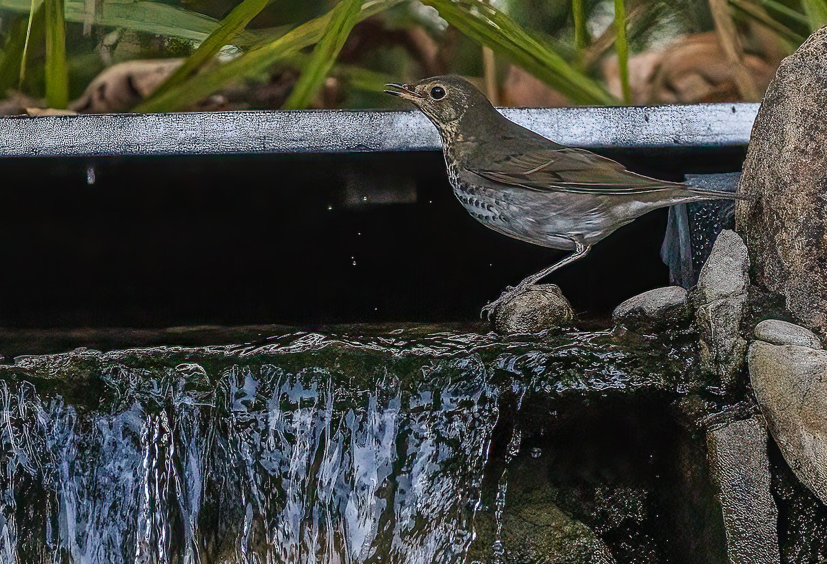 Swainson's Thrush - ML642888966