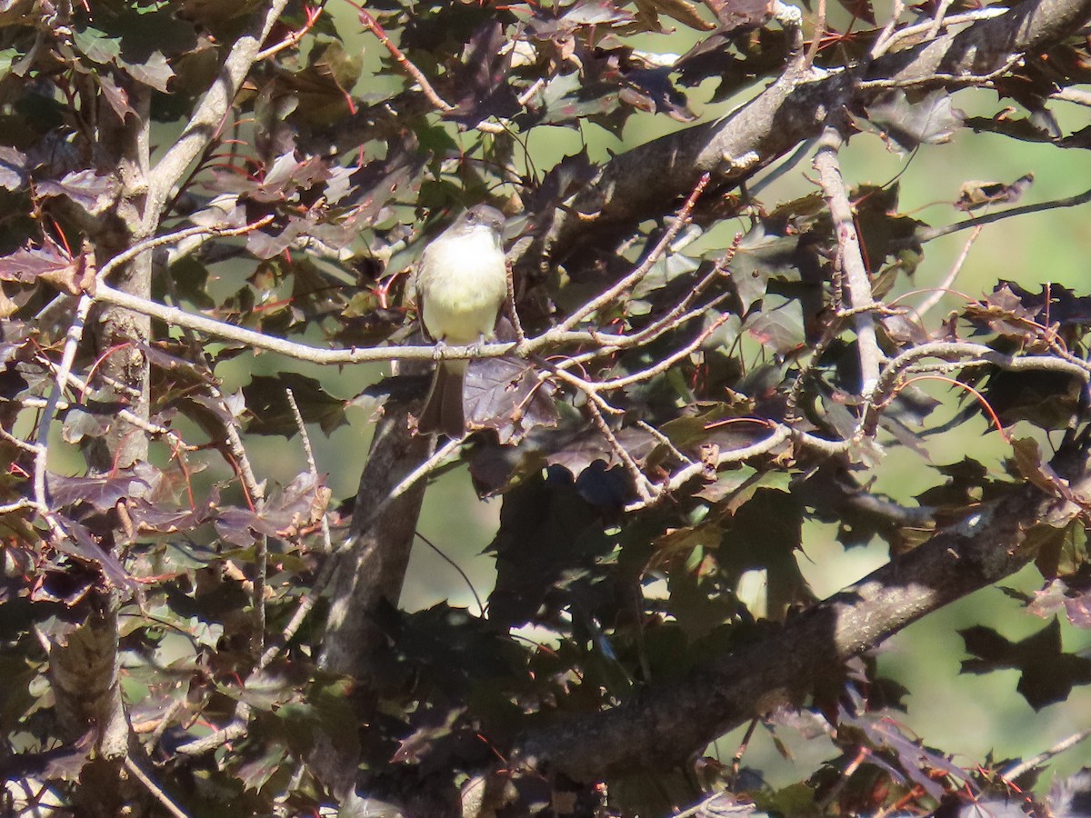 Eastern Phoebe - ML642888967