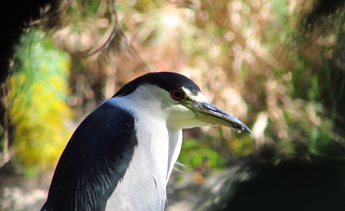 Black-crowned Night Heron - ML642888968