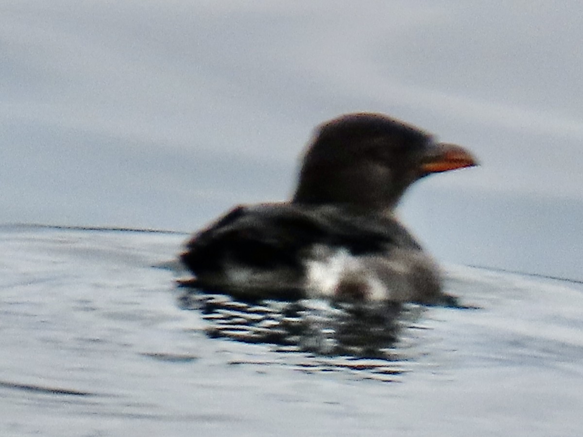 Rhinoceros Auklet - ML642888970