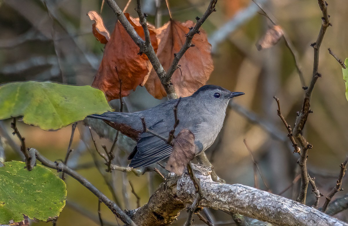 Gray Catbird - ML642888971