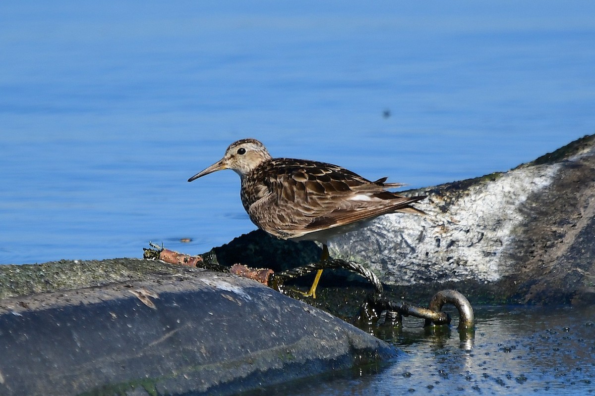 Pectoral Sandpiper - ML642888972