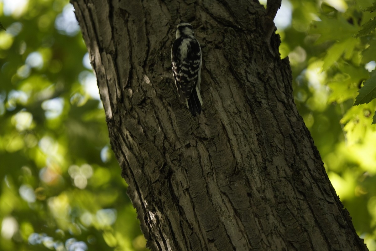 Downy Woodpecker - ML642888982