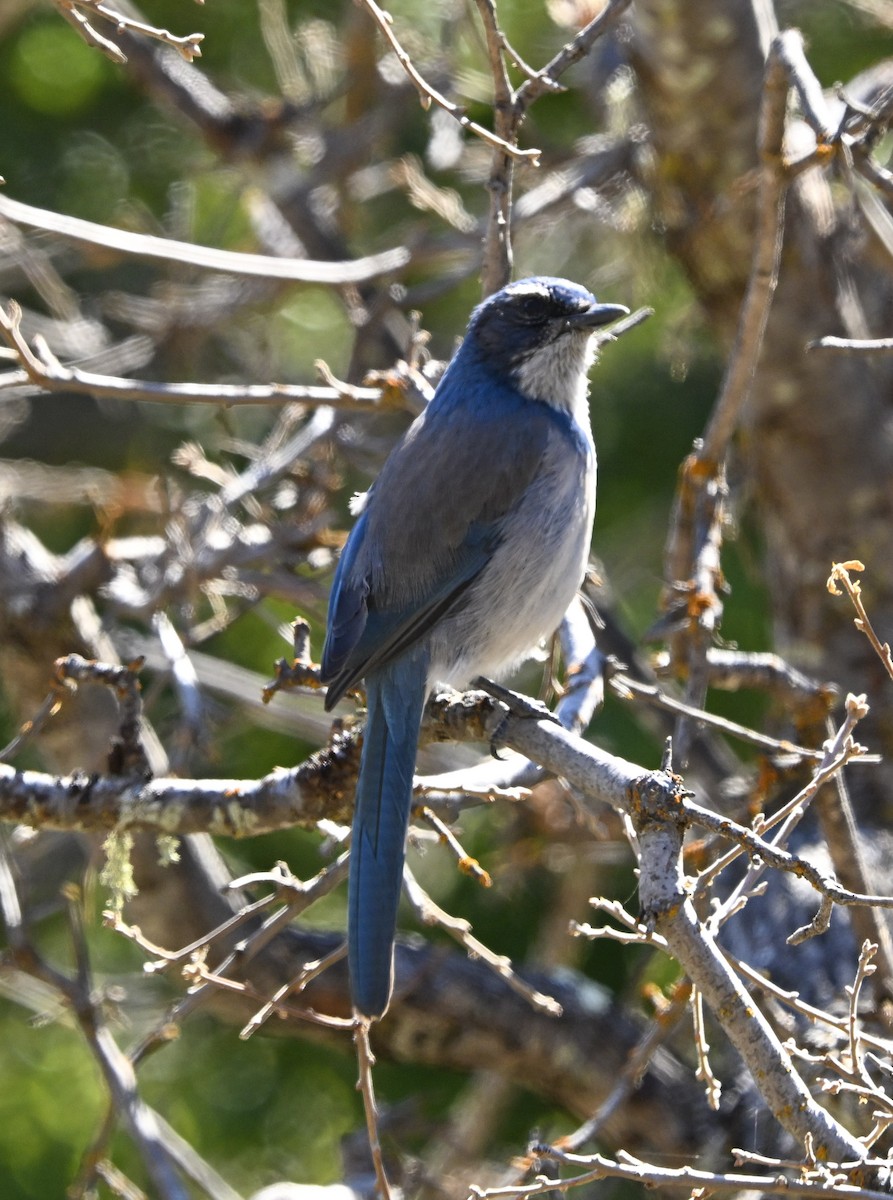 California Scrub-Jay - ML642889038