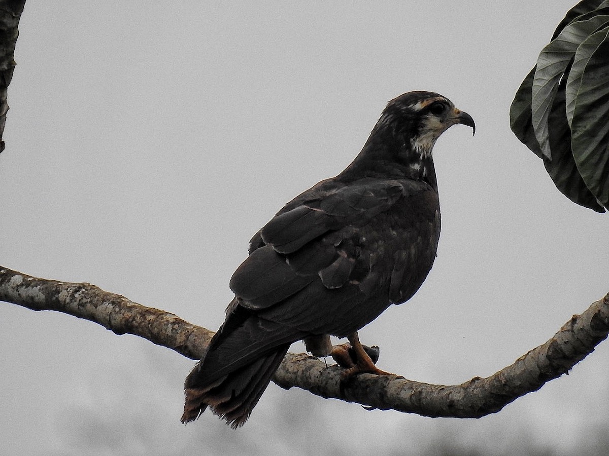 Snail Kite - ML642889039