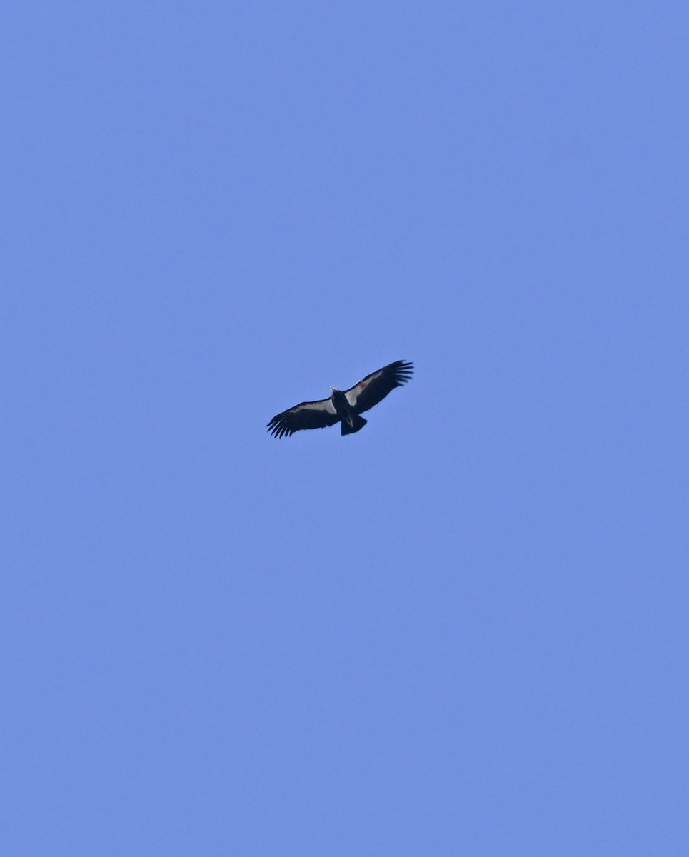 California Condor - ML642889044