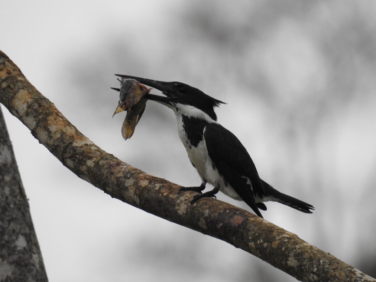 Martin-pêcheur d'Amazonie - ML642889046