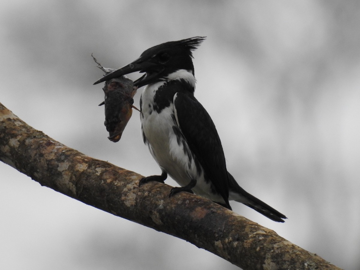 Martin-pêcheur d'Amazonie - ML642889047