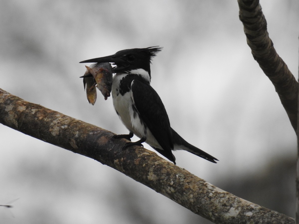Martin-pêcheur d'Amazonie - ML642889049