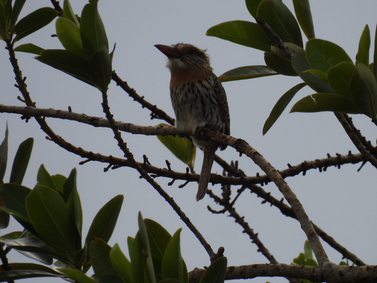 Spot-backed Puffbird (Chaco) - ML642889060