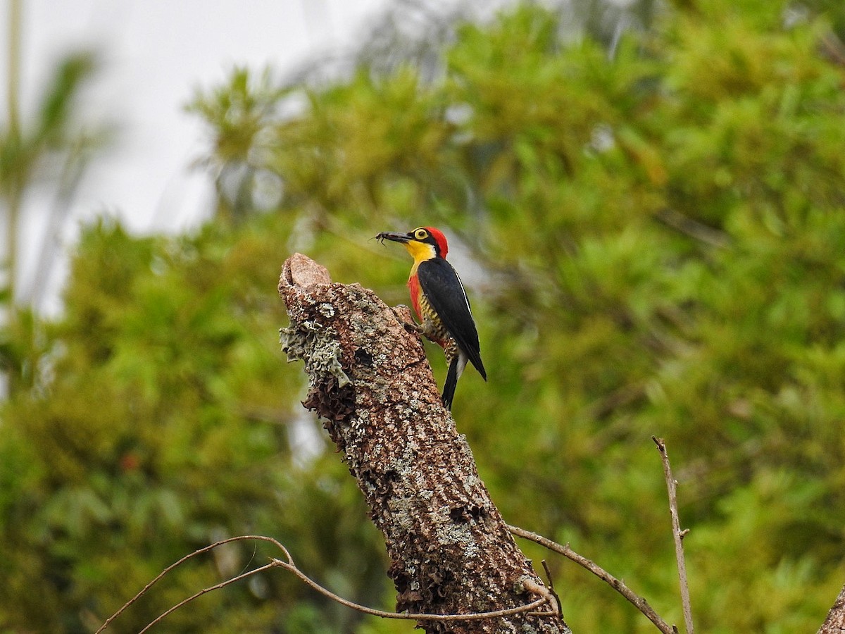 Yellow-fronted Woodpecker - ML642889067