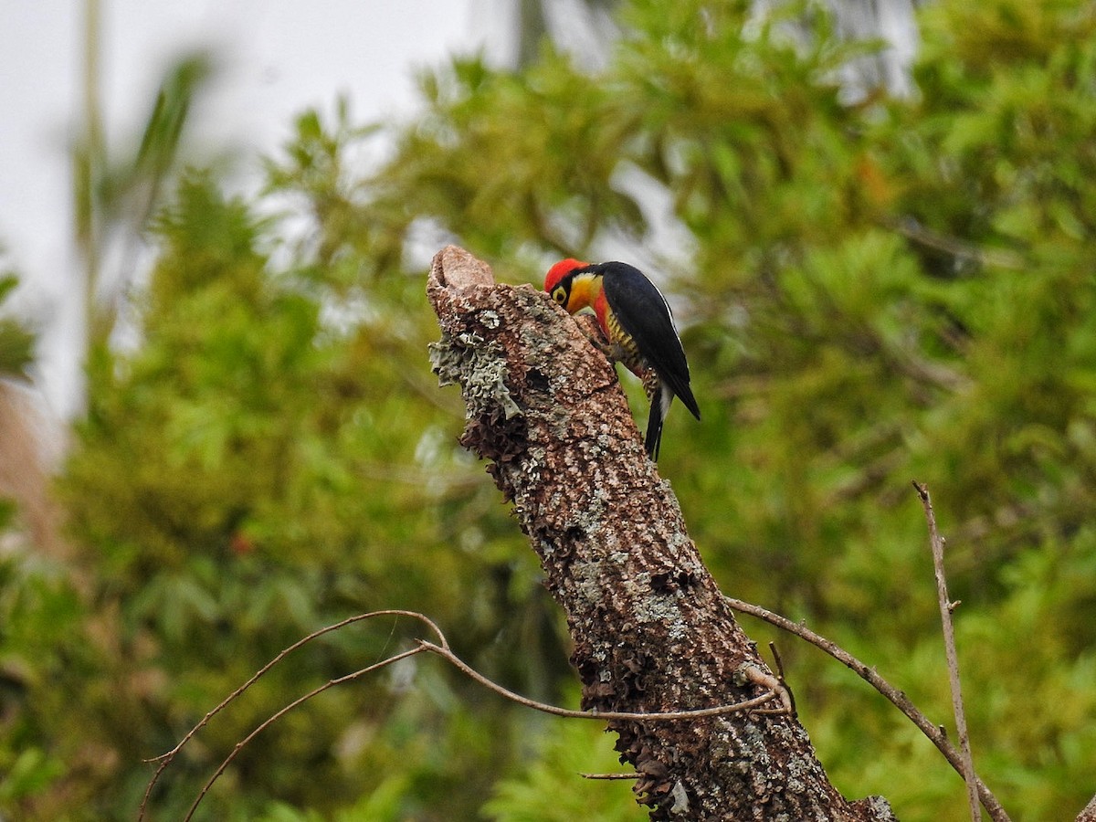 Yellow-fronted Woodpecker - ML642889068