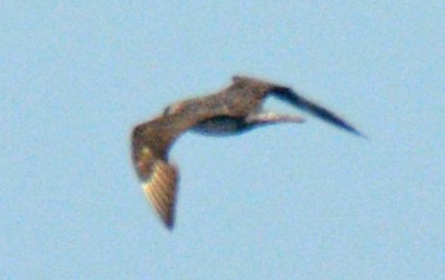 chaluha pomořská - ML642889073