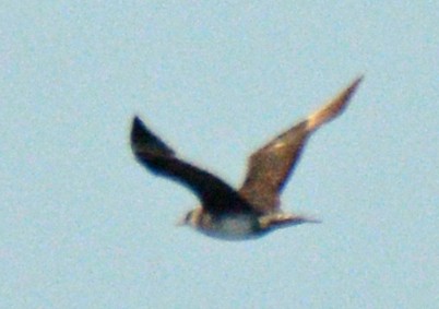chaluha pomořská - ML642889074