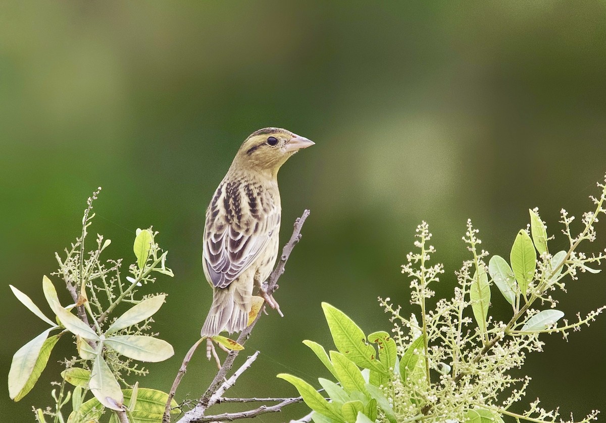 Bobolink - ML642889078