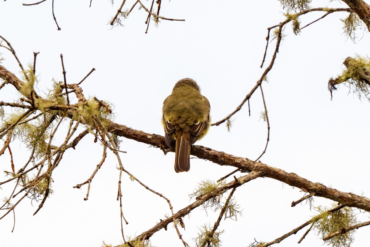 Golden-bellied Flycatcher - ML642889079