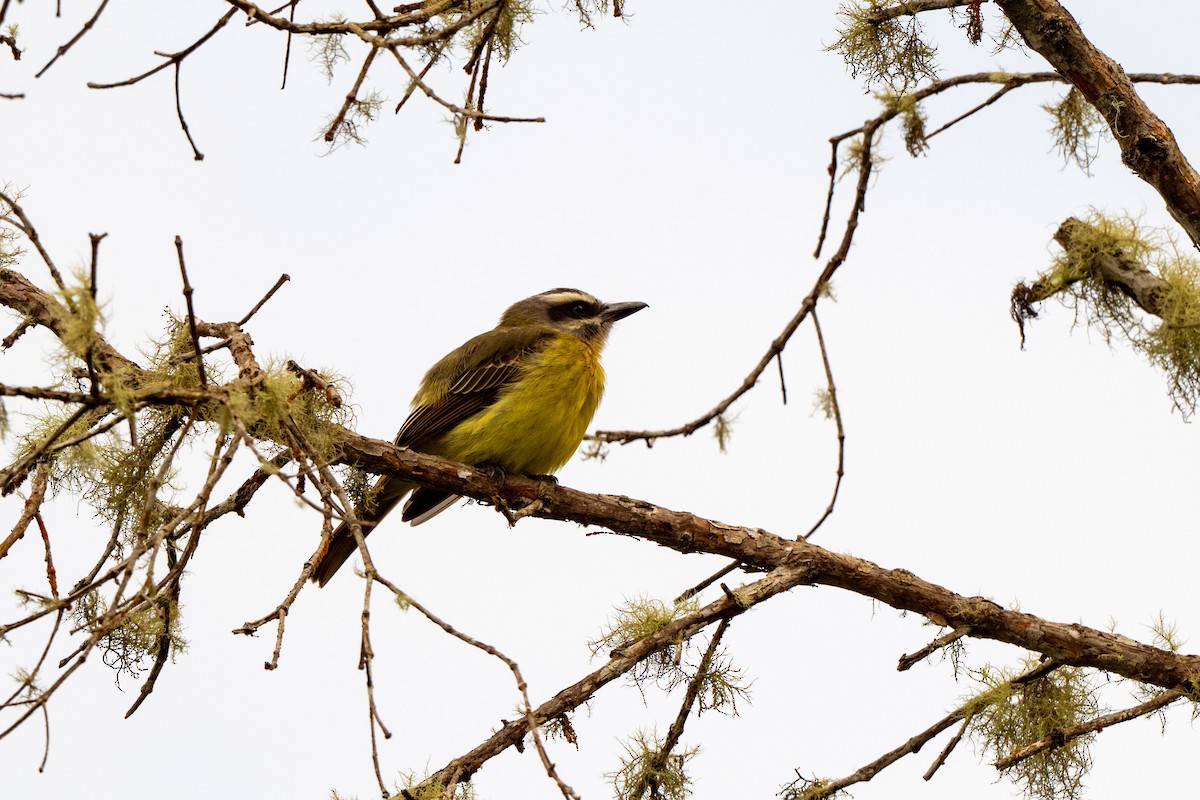 Golden-bellied Flycatcher - ML642889080