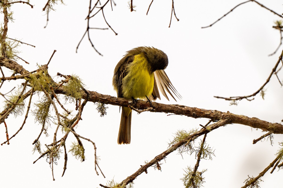 Golden-bellied Flycatcher - ML642889081
