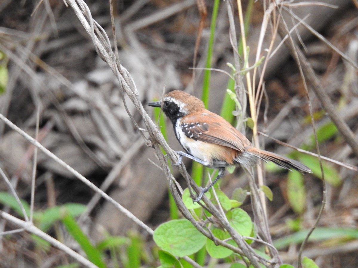 Rusty-backed Antwren - ML642889082