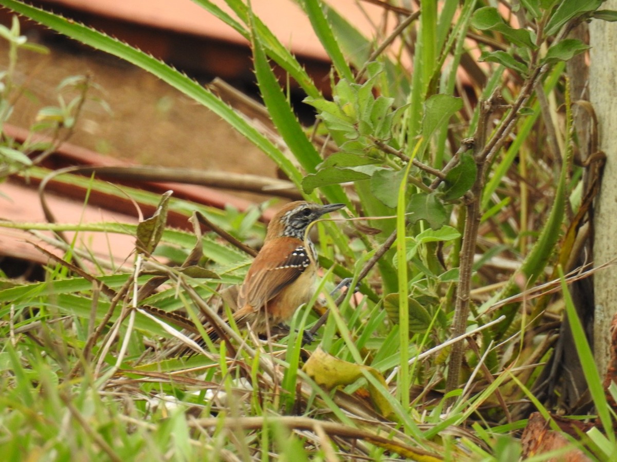 Rusty-backed Antwren - ML642889083