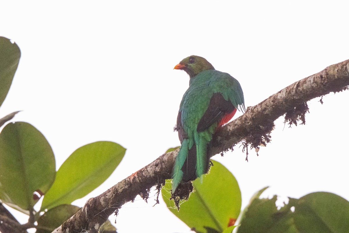 Goldkopftrogon - ML642889102