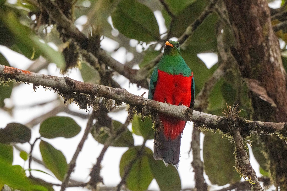 Goldkopftrogon - ML642889103