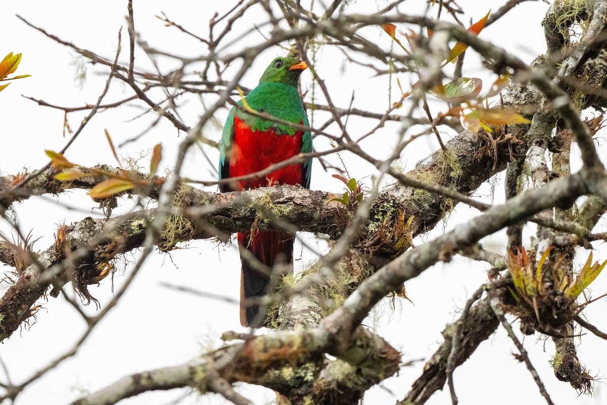Goldkopftrogon - ML642889104