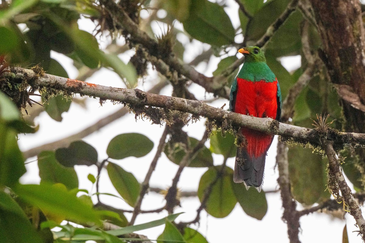 Goldkopftrogon - ML642889106