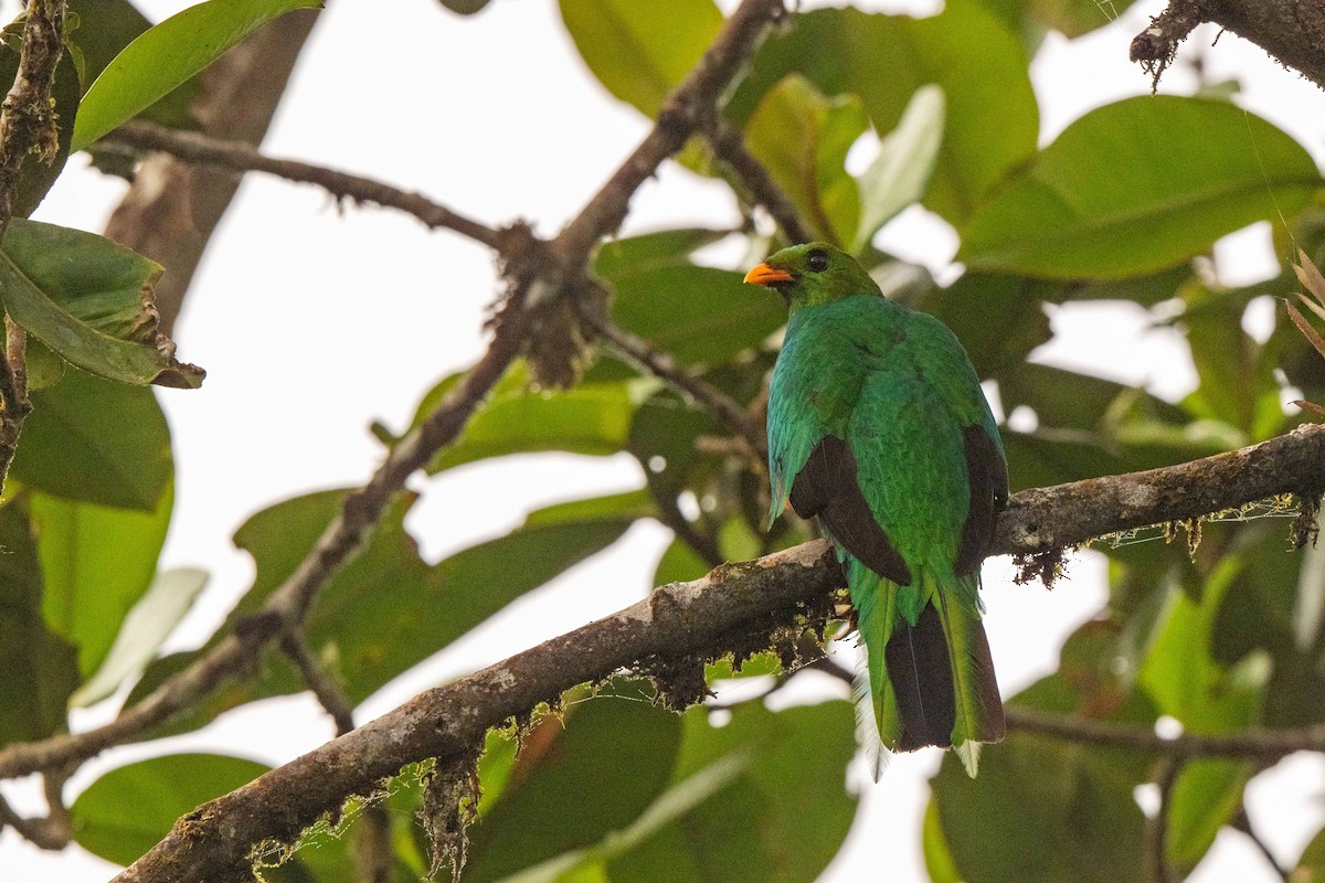 Goldkopftrogon - ML642889107
