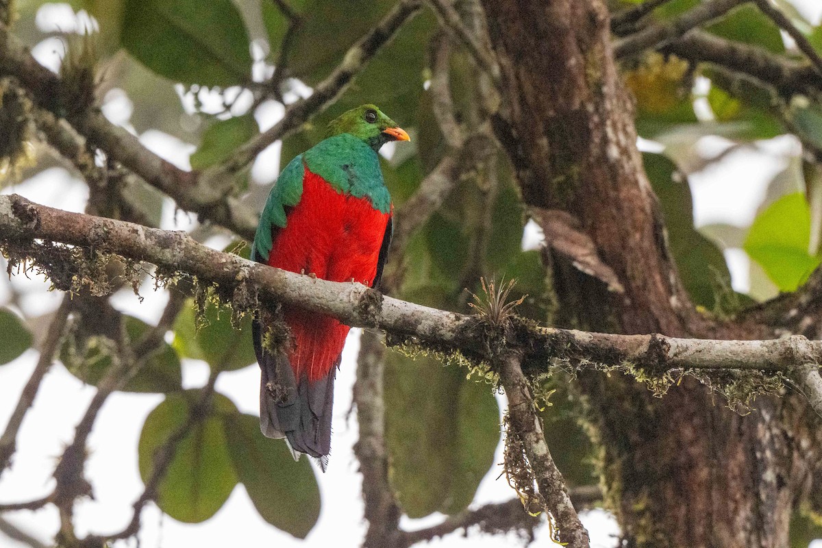 Goldkopftrogon - ML642889108