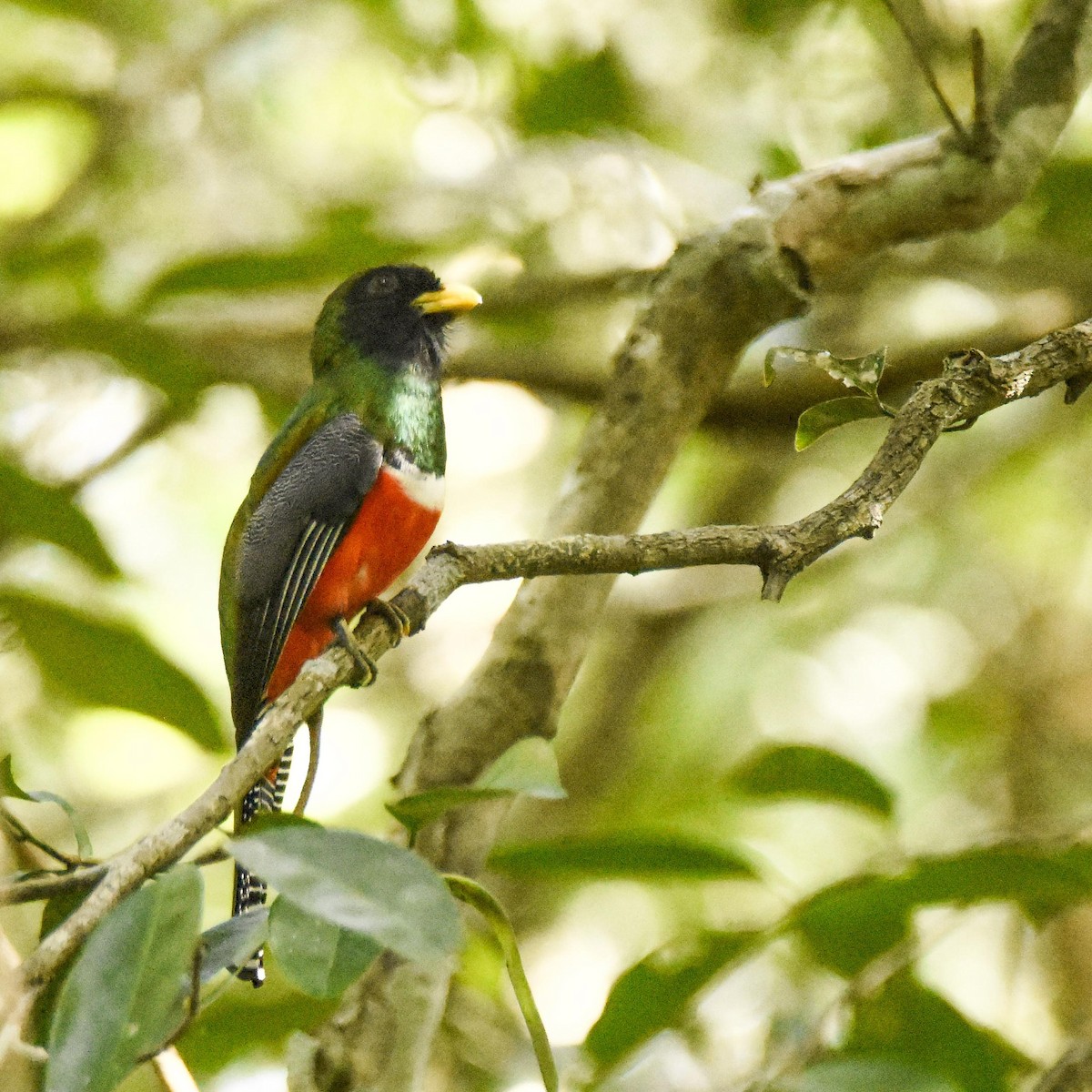 Jungferntrogon - ML642889117