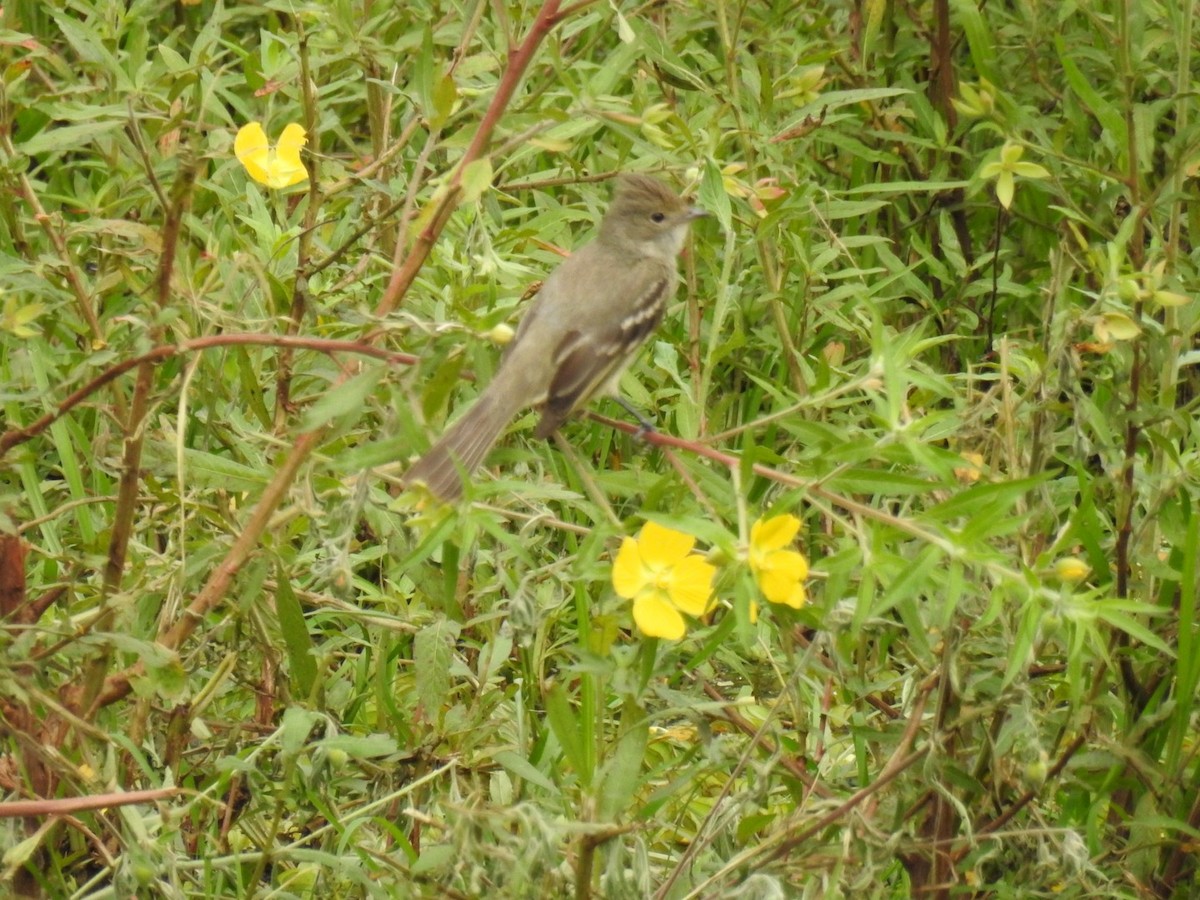 Yellow-bellied Elaenia - ML642889126