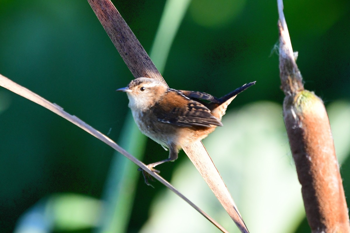 Marsh Wren - ML642889137
