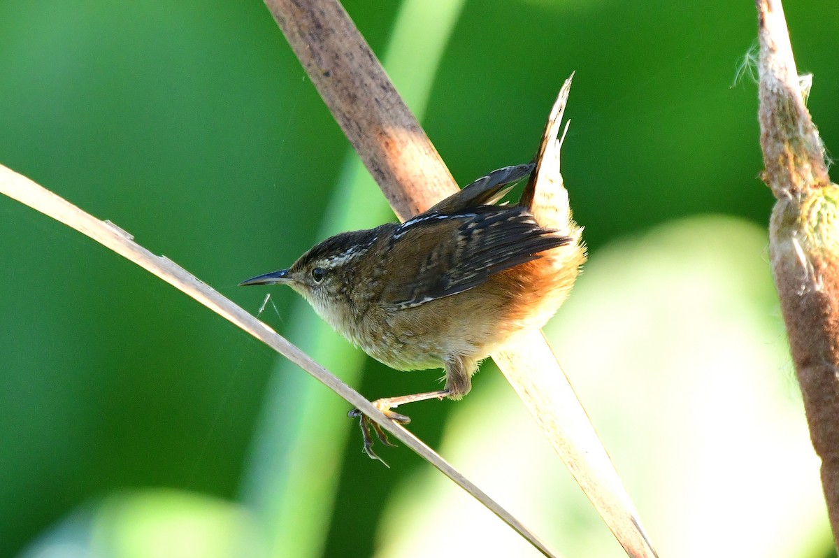 Marsh Wren - ML642889138