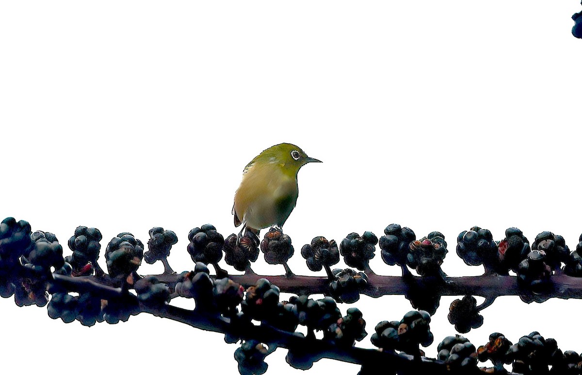 Warbling White-eye - ML642889143