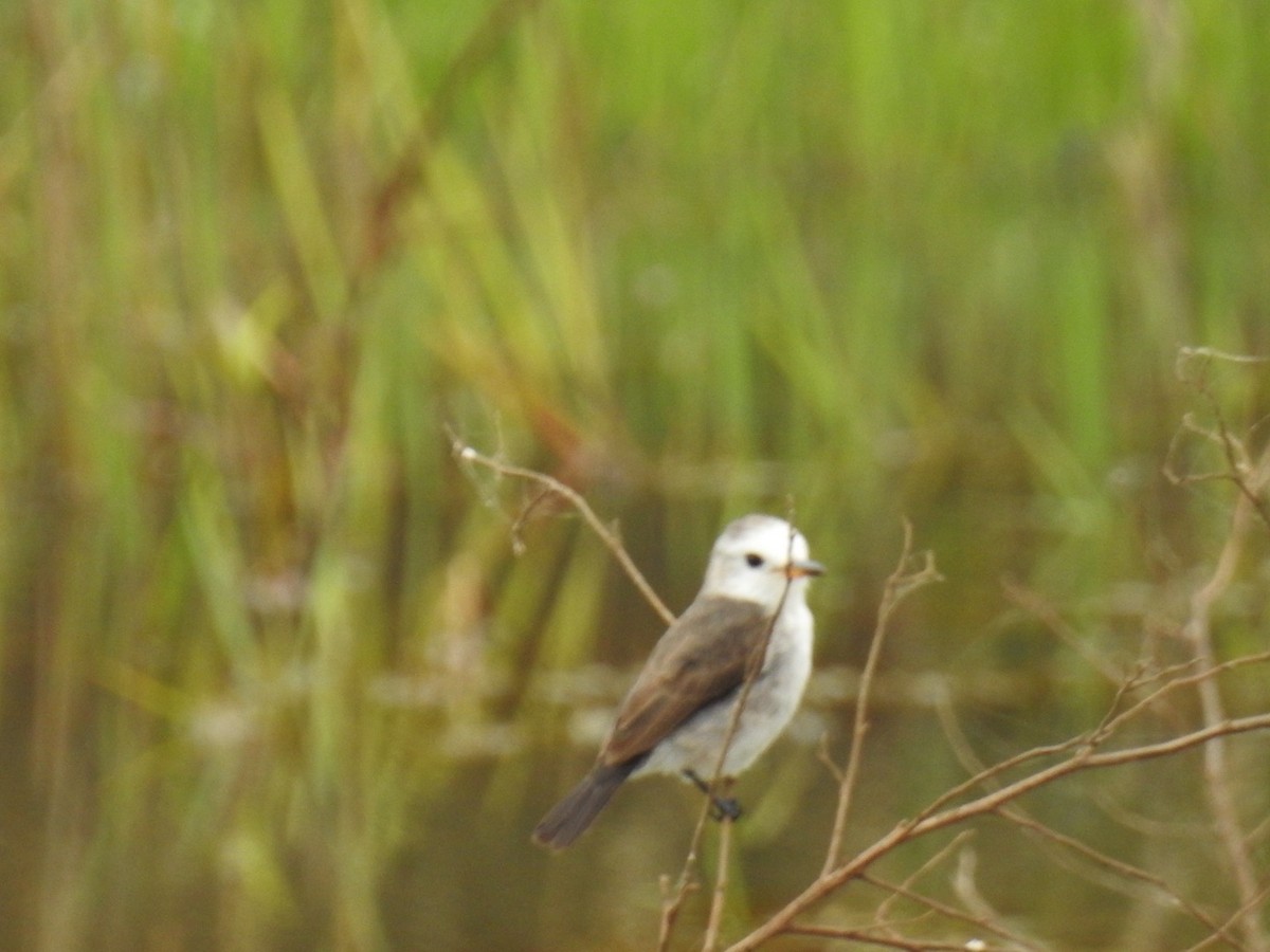 White-headed Marsh Tyrant - ML642889145