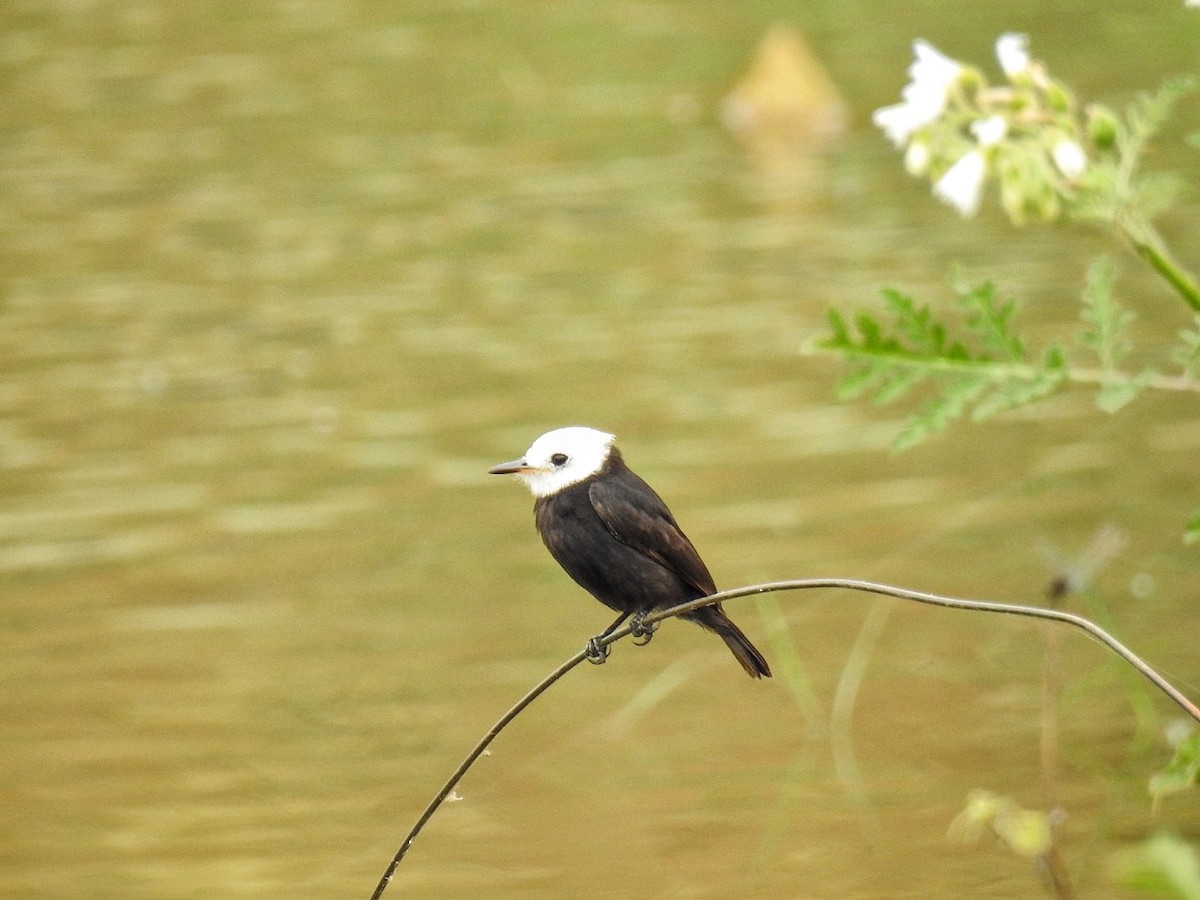 White-headed Marsh Tyrant - ML642889146