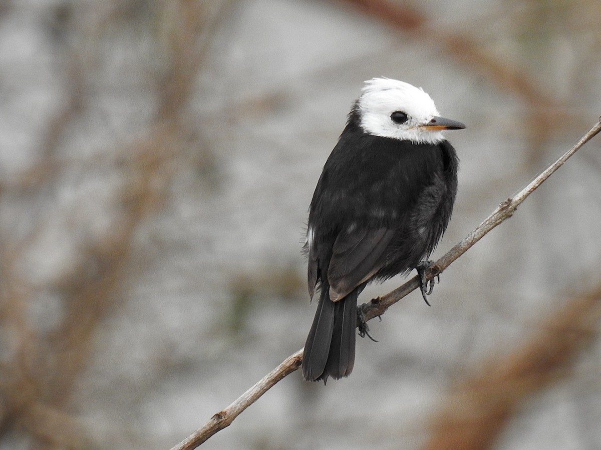 White-headed Marsh Tyrant - ML642889147