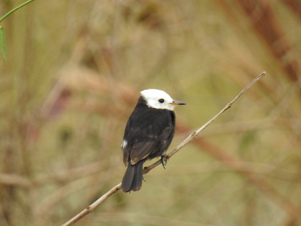 White-headed Marsh Tyrant - ML642889148