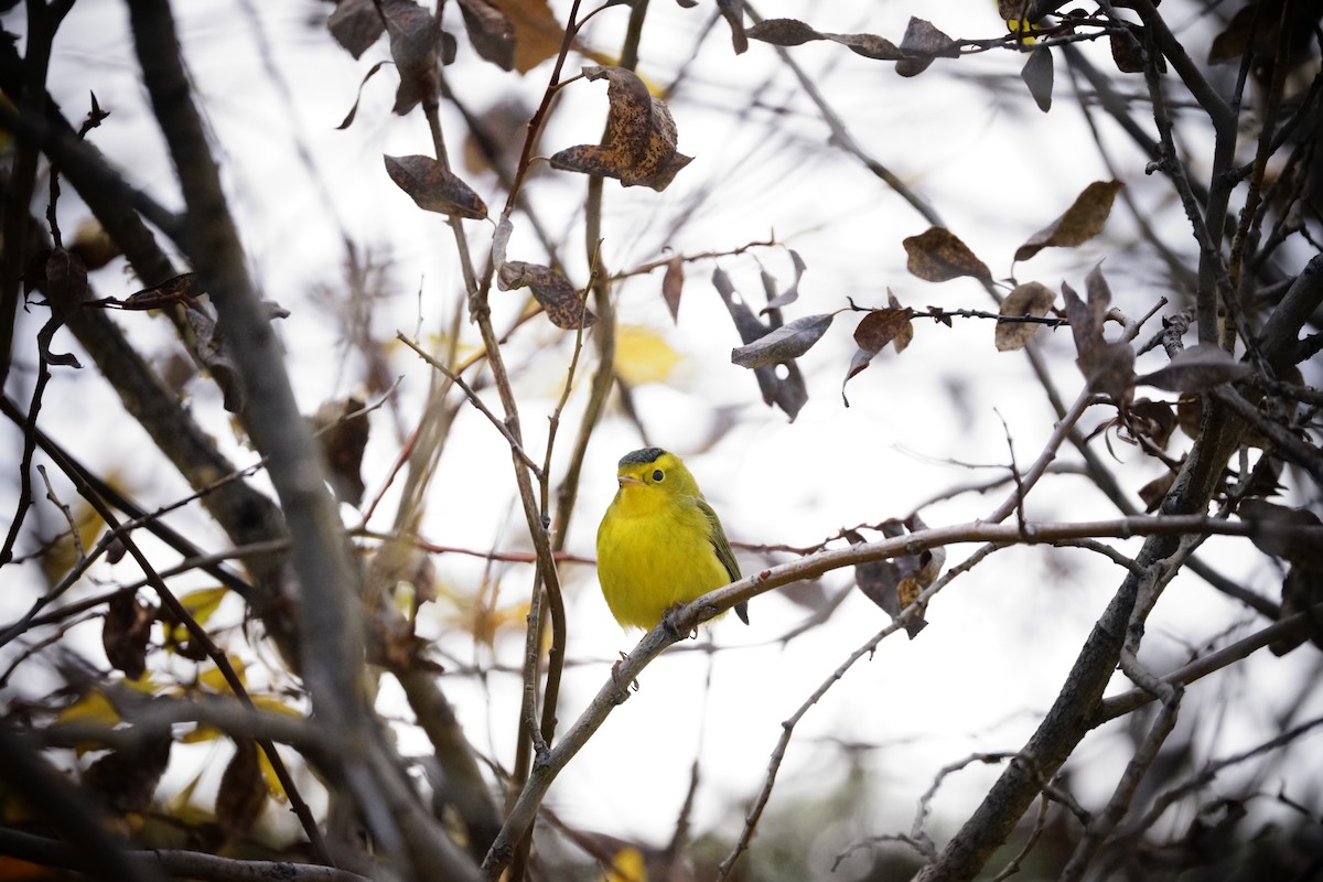 Wilson's Warbler - ML642889149