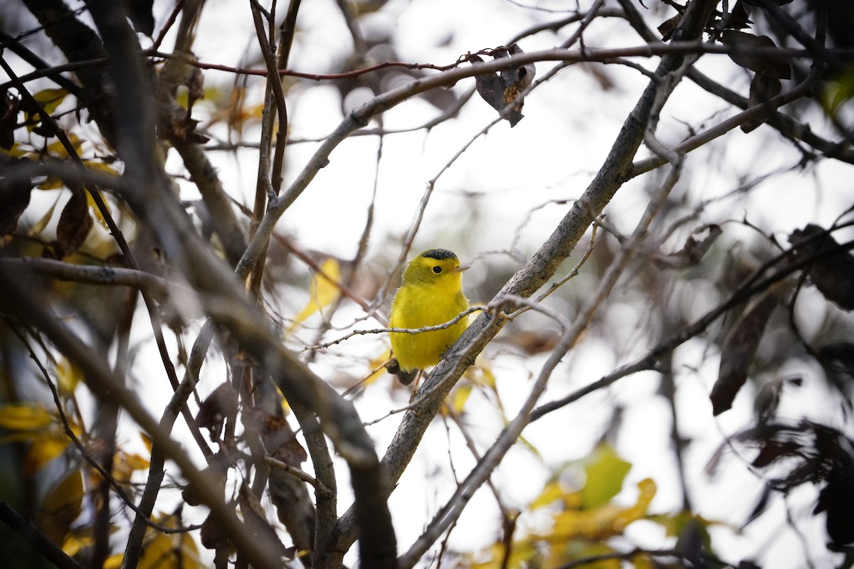 Wilson's Warbler - ML642889150