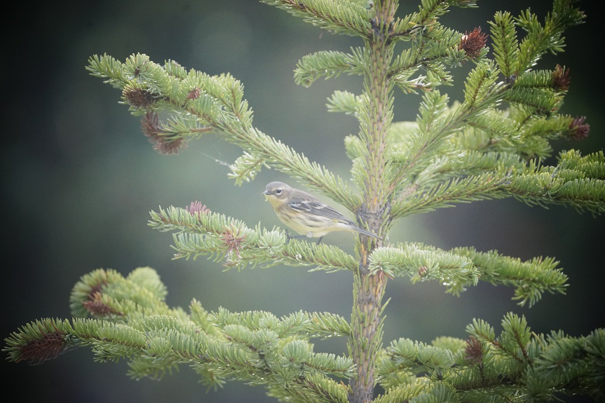 Yellow-rumped Warbler - ML642889154