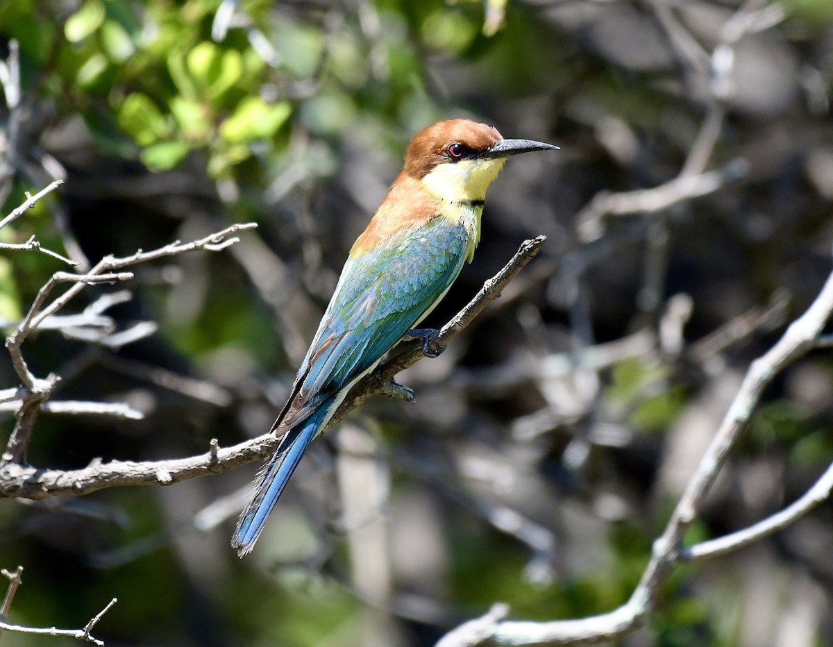 Chestnut-headed Bee-eater - ML642889158
